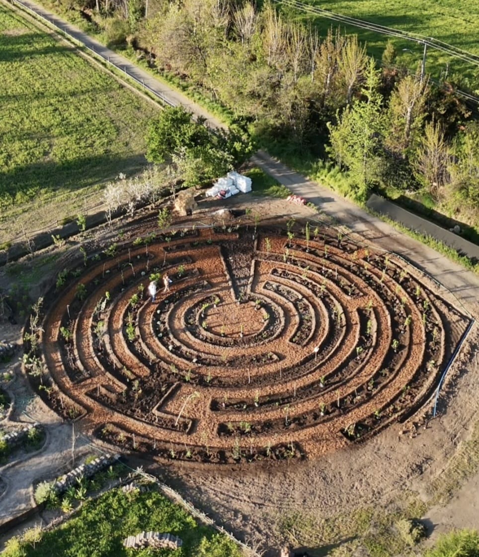Vista aérea de un bosque de alimentos circular en forma de laberinto recién plantado.
